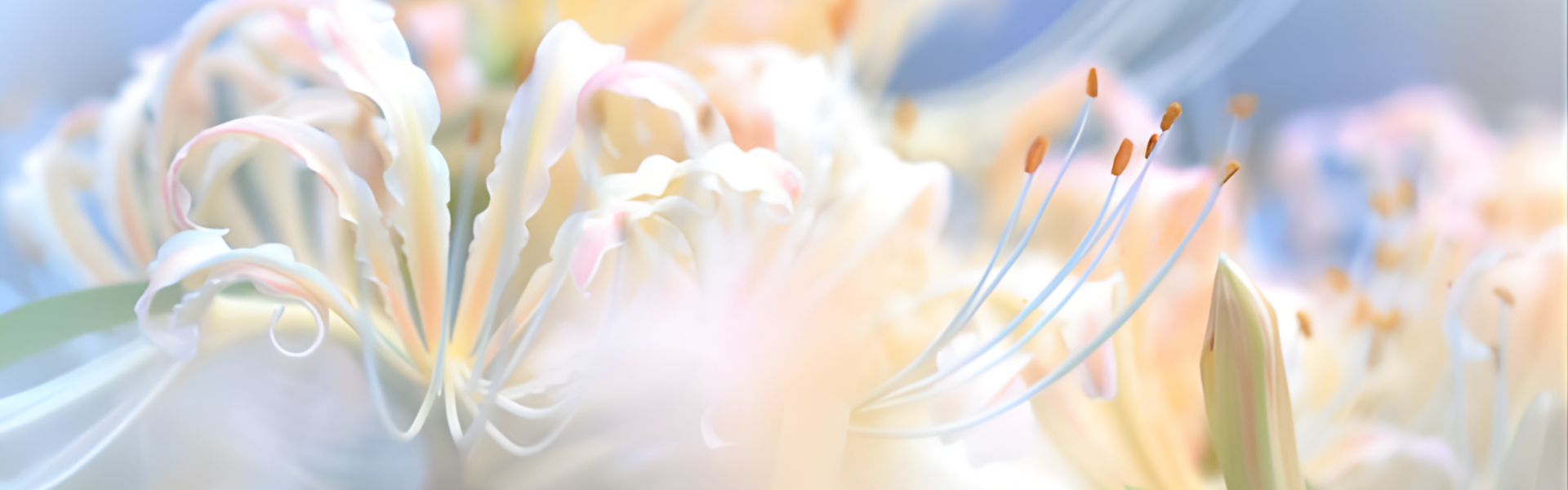 Banner 1 Phía Trên   Trang Chủ